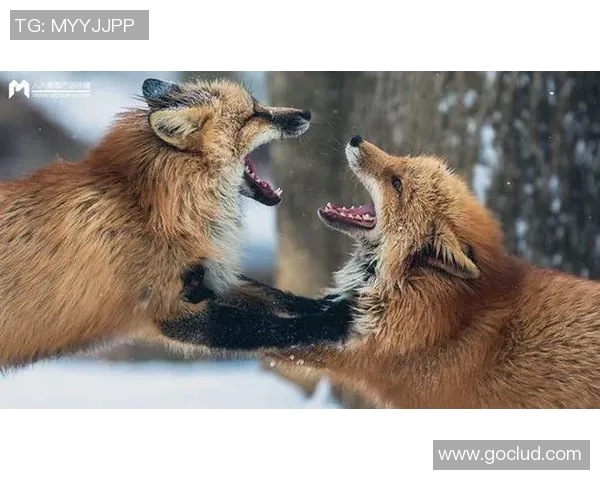 足球明星为何不需要保镖保护他们的安全与隐私揭秘